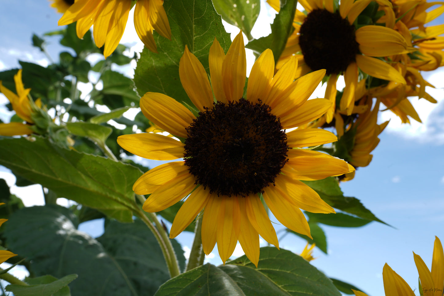 Sunflower