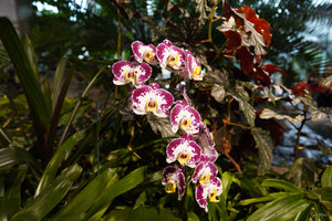 White & Purple Orchid